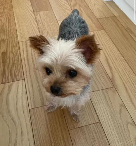 Filhote Yorkshire Terrier, Prepare-se para uma vida cheia de amor e diversão!