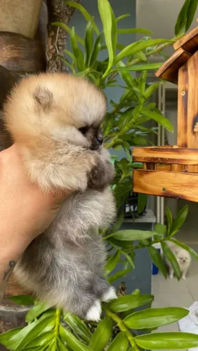 Spitz Alemão Anão, Lulu Da Pomerania Anão