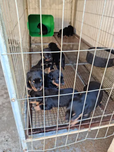 Filhotes de rottweiler