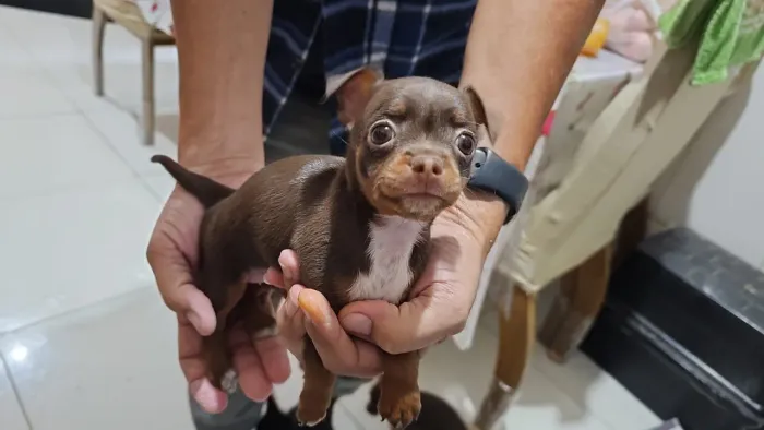 Cachorro raça pischer 