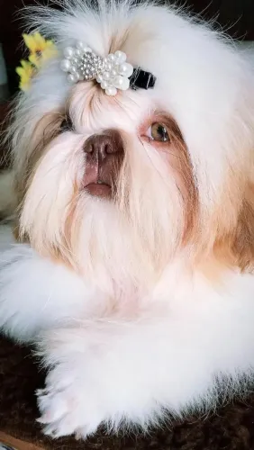 Shih Tzu mageli dogs