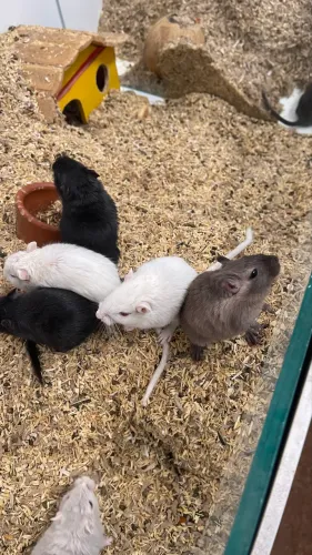Gerbil / Gerbo / esquilo da Mongólia 