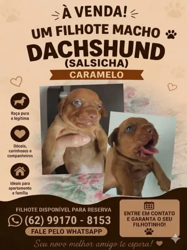 Filhote macho Dachshund disponível