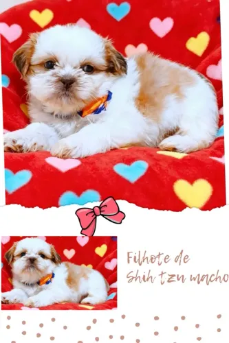 Lindíssimo filhote de Shih tzu macho, parcelamos.