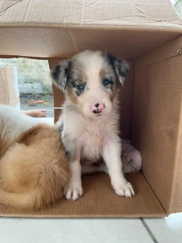 Border Collie filhotes