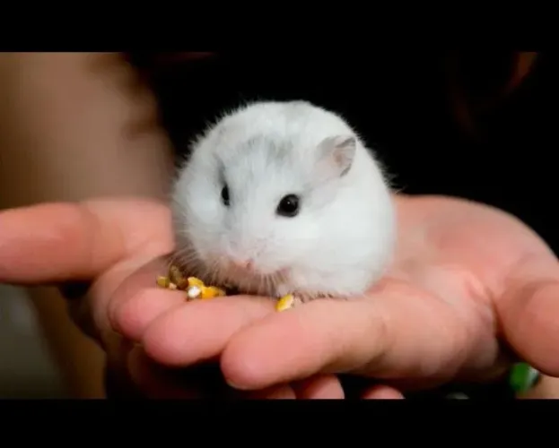 Hamster anão russo