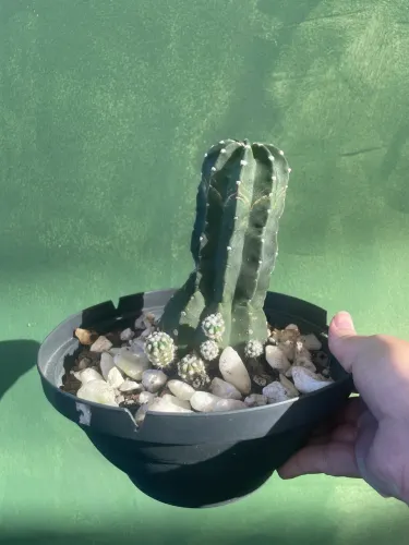 Vasinhos de plantas
