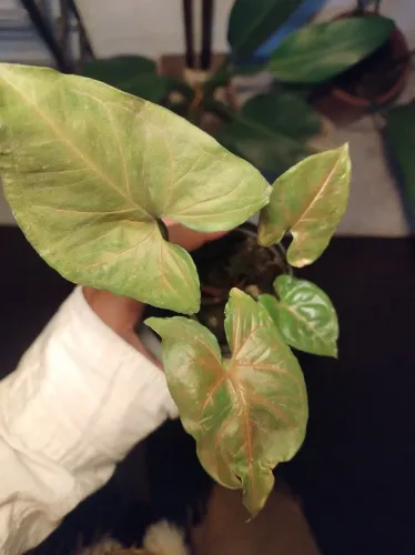 Plantas raras para pequenos espaços