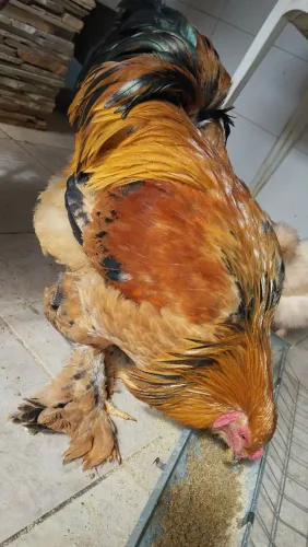 Galo Brahma buff