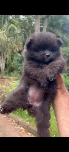 Lulu da Pomerânia fêmea