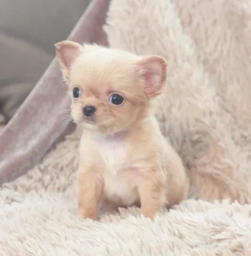 Chihuahua 