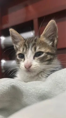 DOA-SE GATO 1 MÊS