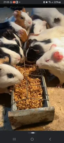 Porquinho da india