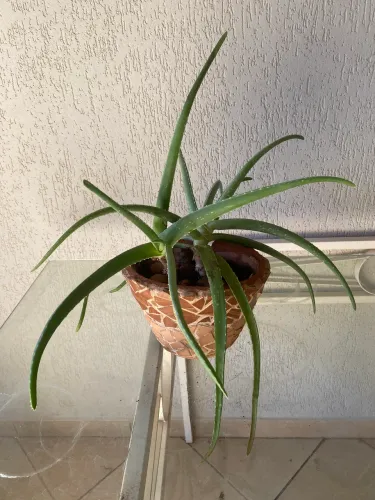 : Desapego: Vaso Grande de Babosa (Aloe Vera) em Vaso de Mosaico