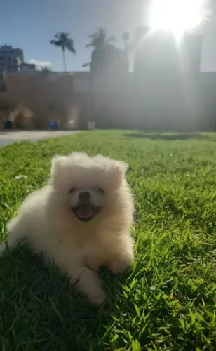 Pequenos no tamanho, gigantes no carinho! Conheça nossos filhotes de Spitz Alemão.