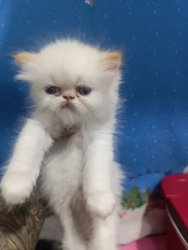 Filhote macho de gato persa