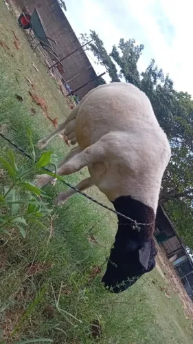 Carneiros Dorper e Berganês