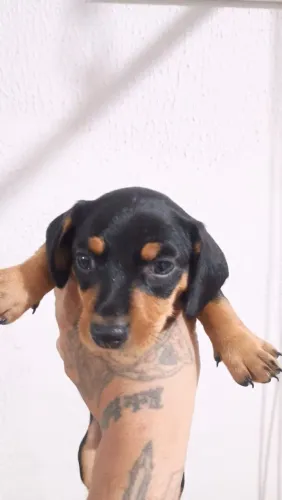 Basset filhote dachshund (salsicha)