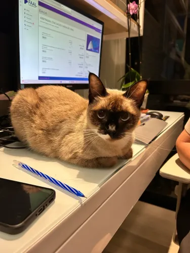 Babá de crianças e pets