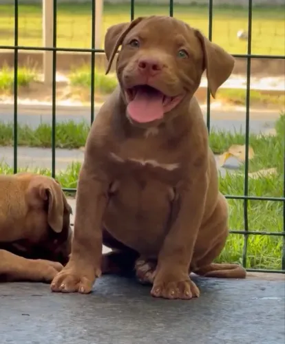Pitmonster com pedigree e muita genética 