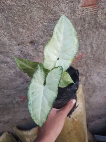 Singônio