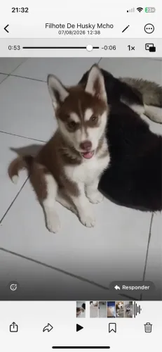 Filhote de husky siberiano macho