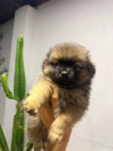 Filhote macho chihuahua com shitzu