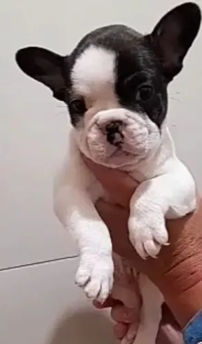 Bulldog frances carinha encantadora