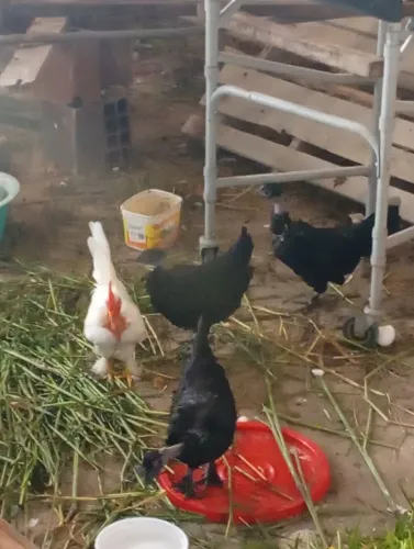 Galo e três galinhas garnisé número 0