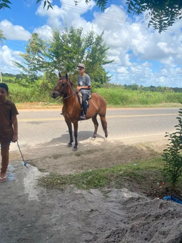 Égua mestiça de quarto de milha de vaquejada