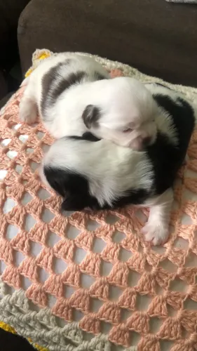 Shih tzu