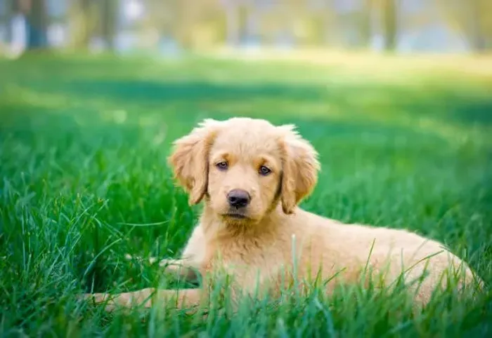 Lindo Golden Retriever Disponível ?