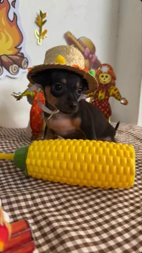 Pinscher N1 machos e fêmea 