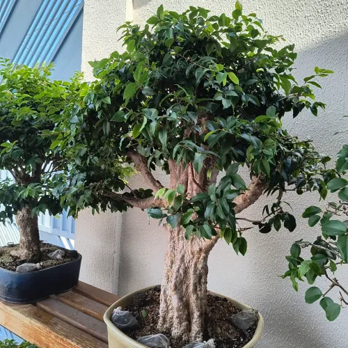 BONSAI de Jaboticabeira.