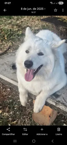 Cachorro Husky Siberiano