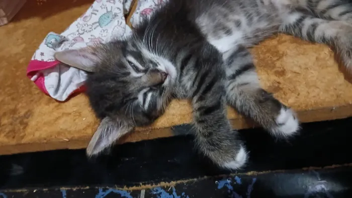 Gatos machos