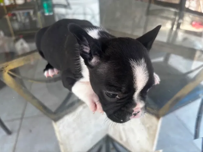 Buldogue frances micro 