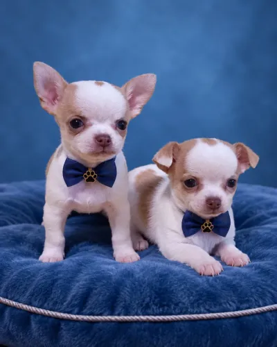 Chihuahua machinhos branquinhos perfeitos olhos claros