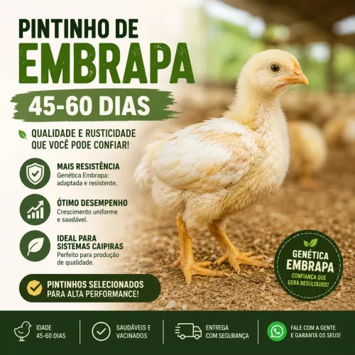 Pintinho Embrapa 051