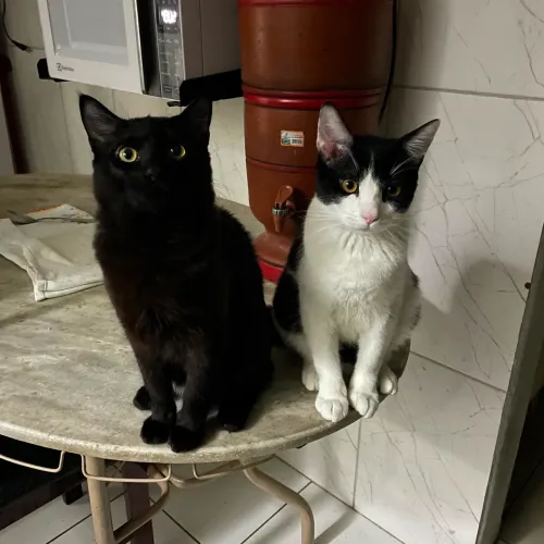 Doação - Gatinhos Machos - 6 meses