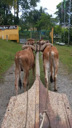 Parelha de terneiro.