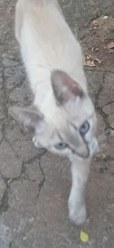 Doação gato
