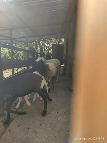 Lote de carneiras