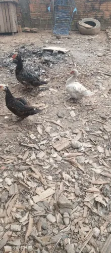Vendo essa pata não Faço entregar 