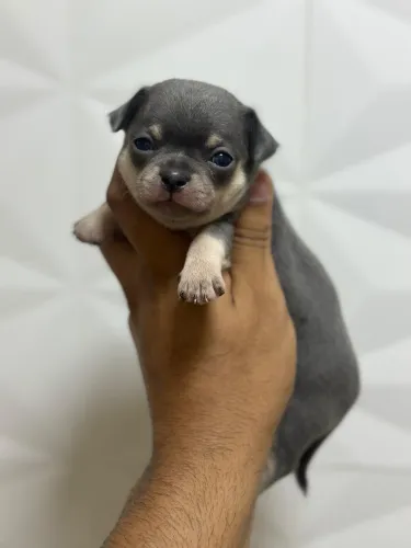 Chihuahua Saudável, graciosos, estilosos e original