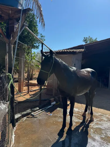 Cavalo