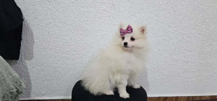 Spitz alemão fêmea