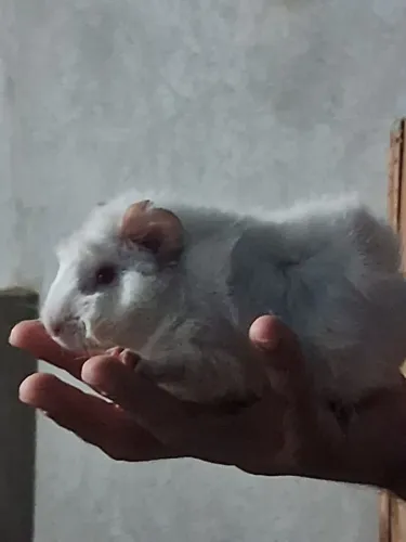 Porquinho da índia abissinio fêmea