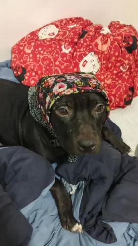 Doa-se Pitbull
