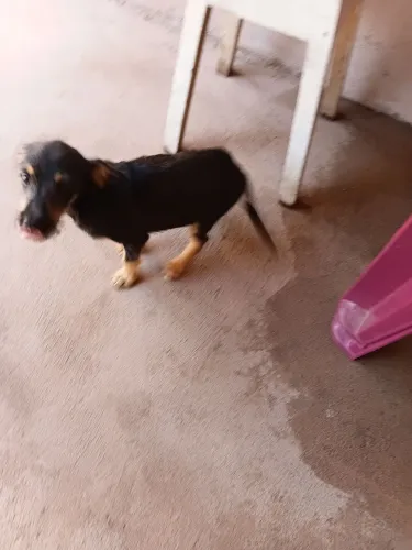 Doação de cachorro